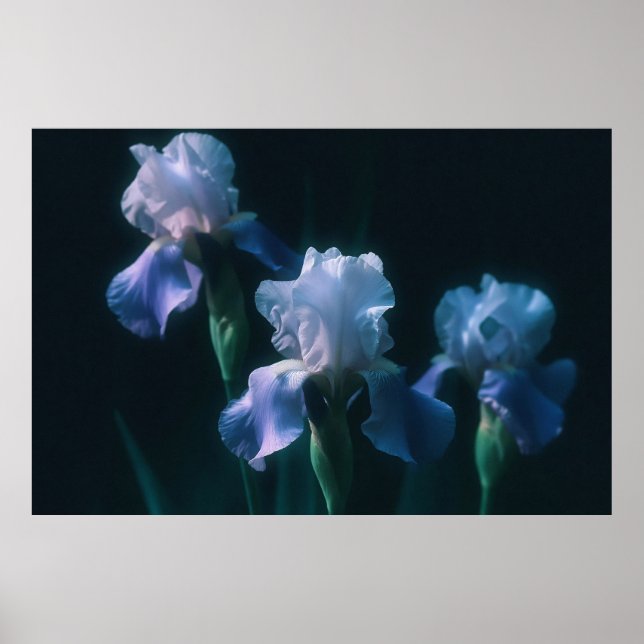 Blå Iris Blommig Väggkonst Poster (Framsidan)
