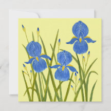 Blå Iris Blommor Platt Kort
