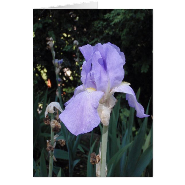 Blå Iris Hälsningskort (Framsidan)