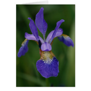 Blå iris hälsningskort