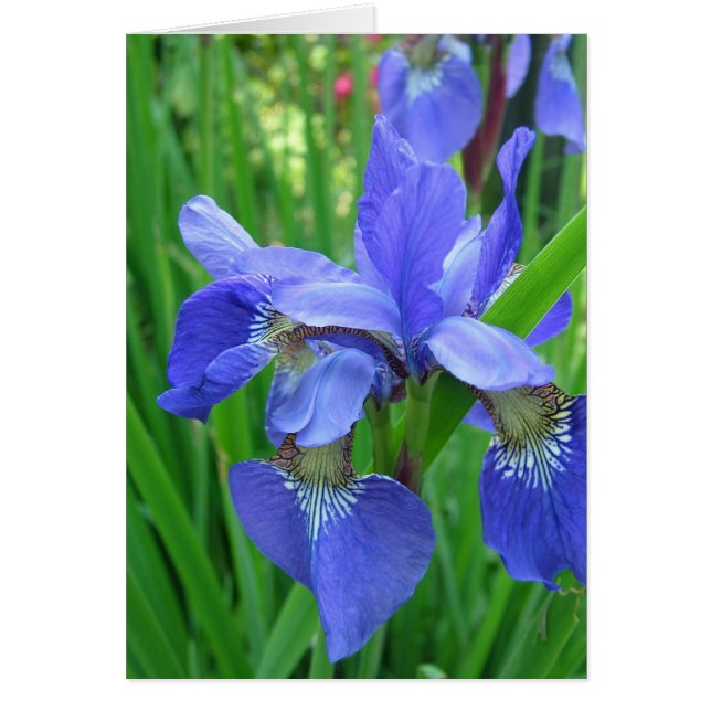 blå iris hälsningskort (Framsidan)