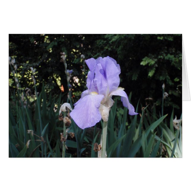 Blå Iris Hälsningskort (Framsidan Horizontal)