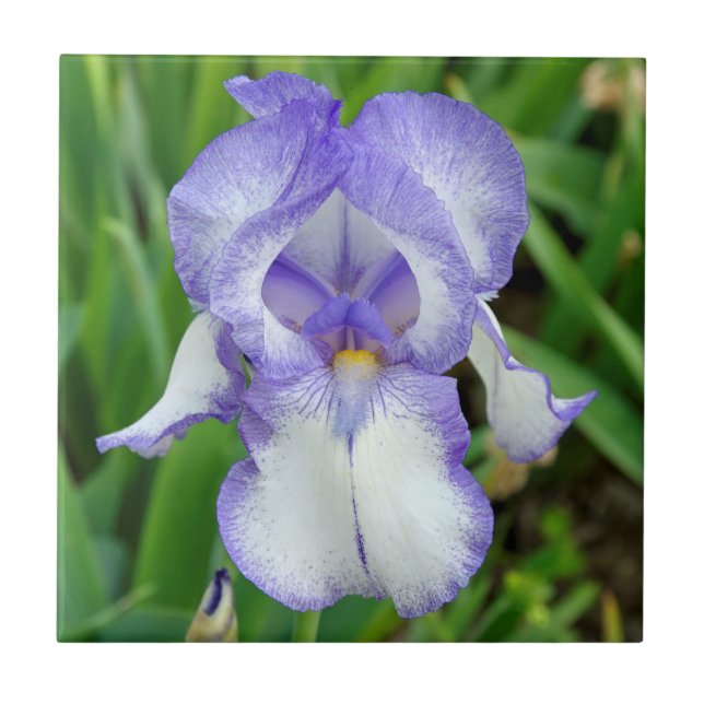Blå iris kakelplatta (Framsidan)