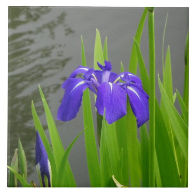 Blå Iris Keramisk Kakel (Framsidan)