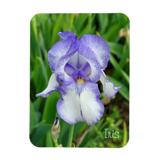 Blå Iris Magnet (Vertikal)
