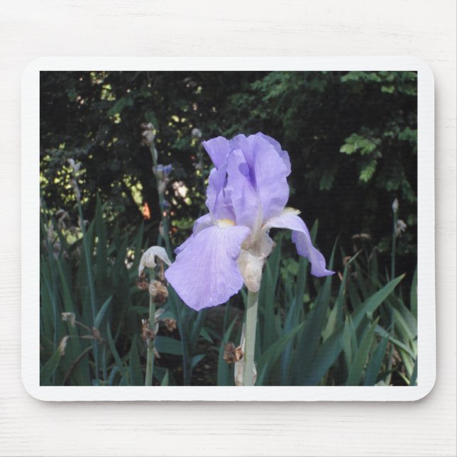 Blå Iris Musmatta (Framsidan)
