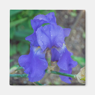 Blå iris upp, nära kylskåp magnet
