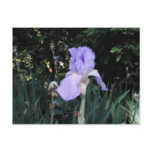Blå Iris