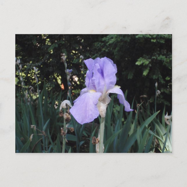 Blå Iris Vykort (Framsida)
