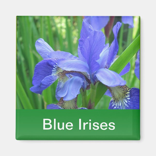 blå irisar och gröna blad magnet (Framsidan)
