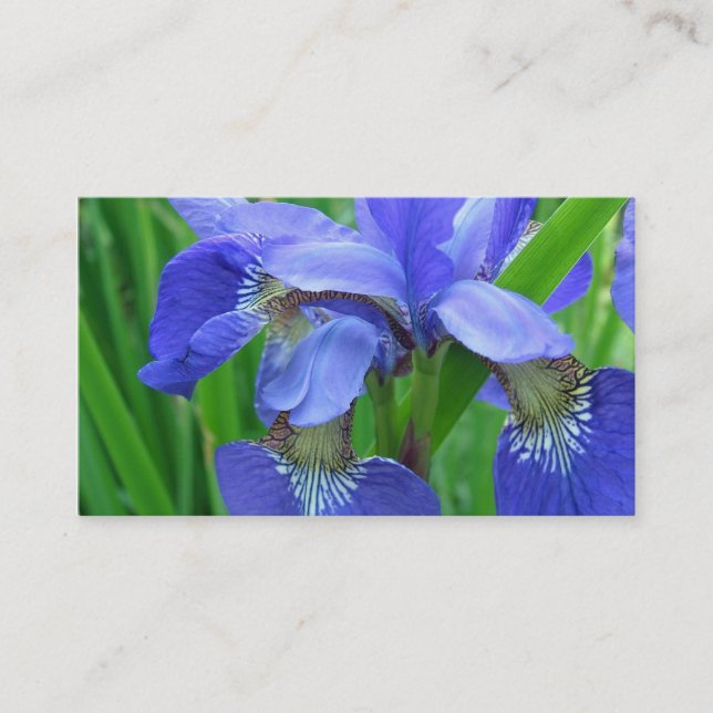 blå irisblommor visitkort (Framsida)