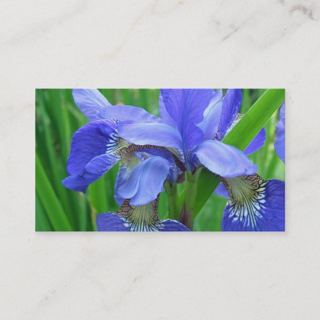 blå irisblommor visitkort (Framsida)