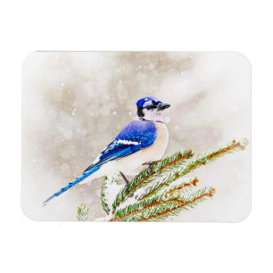 Blå jay i gräs träd med snö magnet