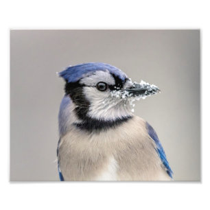 Blå jay med snö på hans bak fototryck