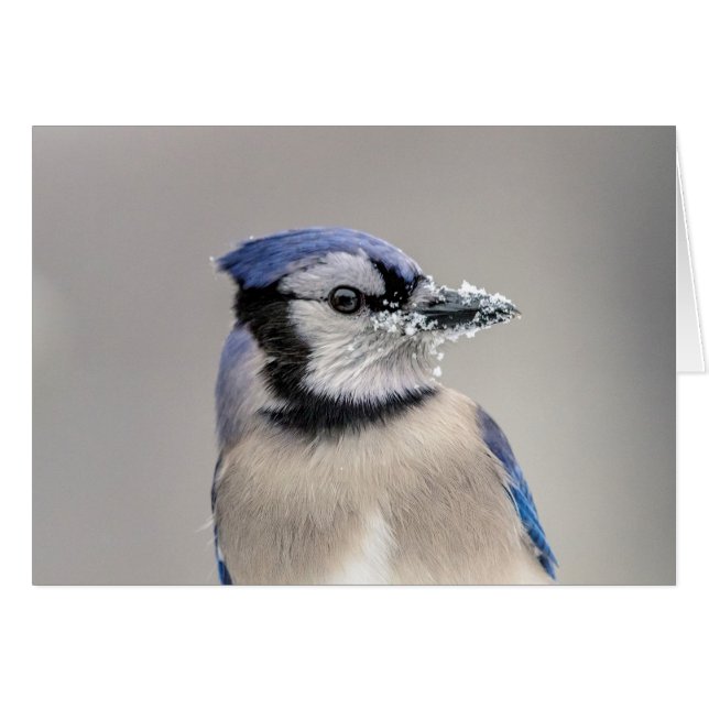 Blå jay med snö på hans bak hälsningskort (Framsidan Horizontal)