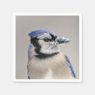 Blå jay med snö på hans bak pappersservett