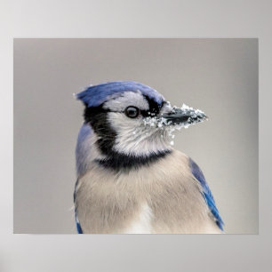 Blå jay med snö på hans bak poster