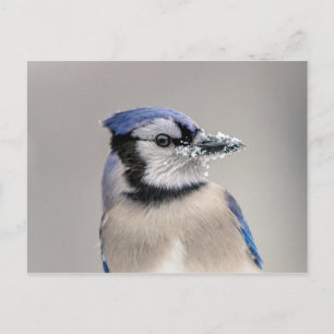 Blå jay med snö på hans bak vykort