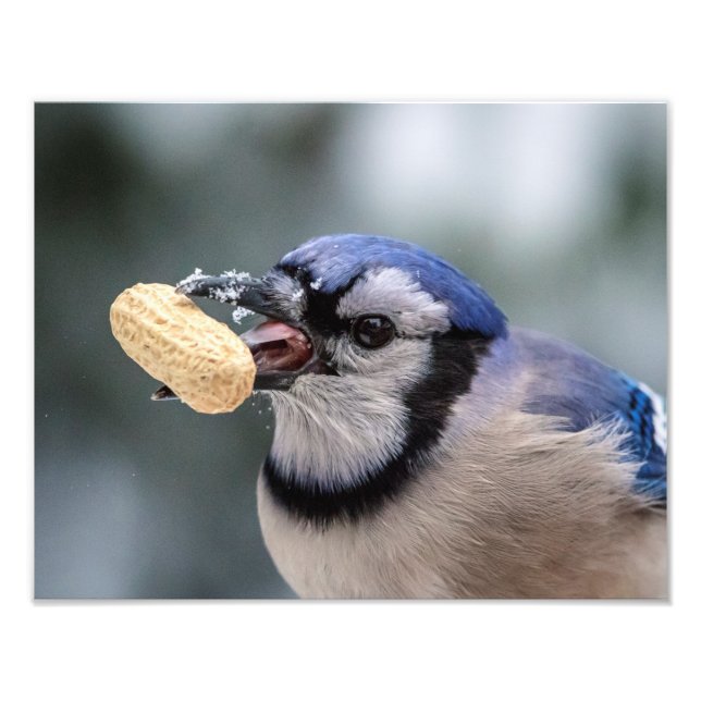 Blå jö med jordnöt fototryck (Framsidan)