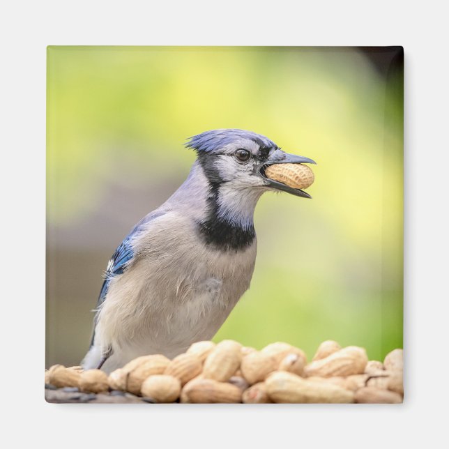 Blå jö med jordnöt magnet (Framsidan)