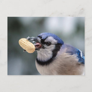 Blå jö med jordnöt vykort