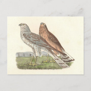 Blå kärrhök (Ring-tailed Hawk) NY Bird Vykort