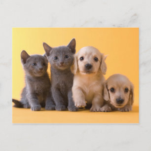 Blå kattungar och hundvalpar vykort