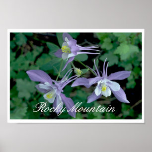 Blå kolumbine, nationalparken Rocky Mountain Poster