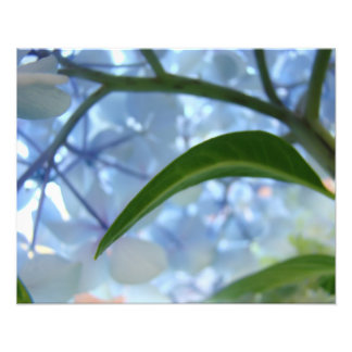 Blå konsttryck natur Hortensia Blommig konst Fototryck