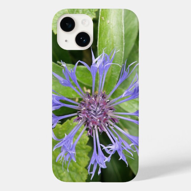 Blå kornblomma (Baksida)