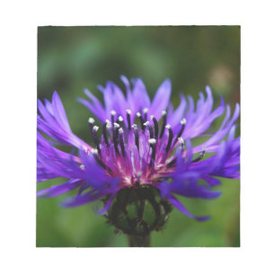 Blå Kornblomma Blommor Blommar Fred Kärlek Öde Anteckningsblock