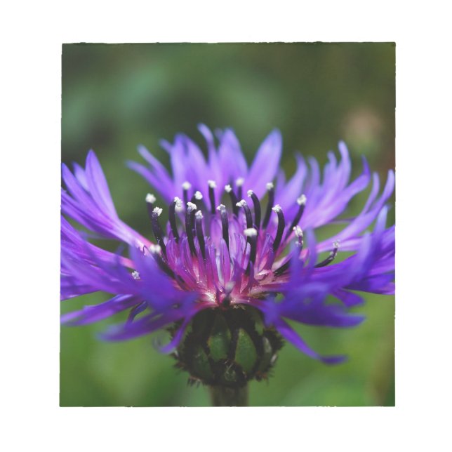 Blå Kornblomma Blommor Blommar Fred Kärlek Öde Anteckningsblock (Framsida)