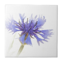 Blå kornblomma