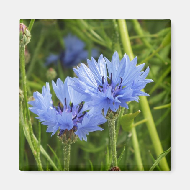 blå kornblomma  magnet (Framsidan)