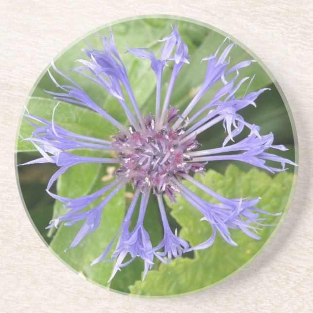 Blå kornblomma Underlägg (Framsidan)