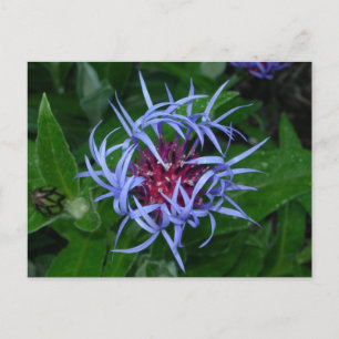 Blå kornblomma vykort