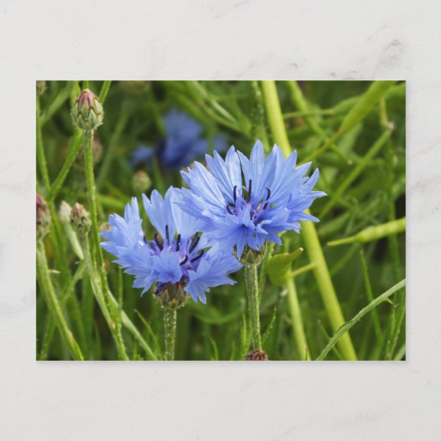 blå kornblomma vykort (Framsida)