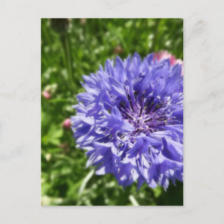 Blå kornblomma vykort