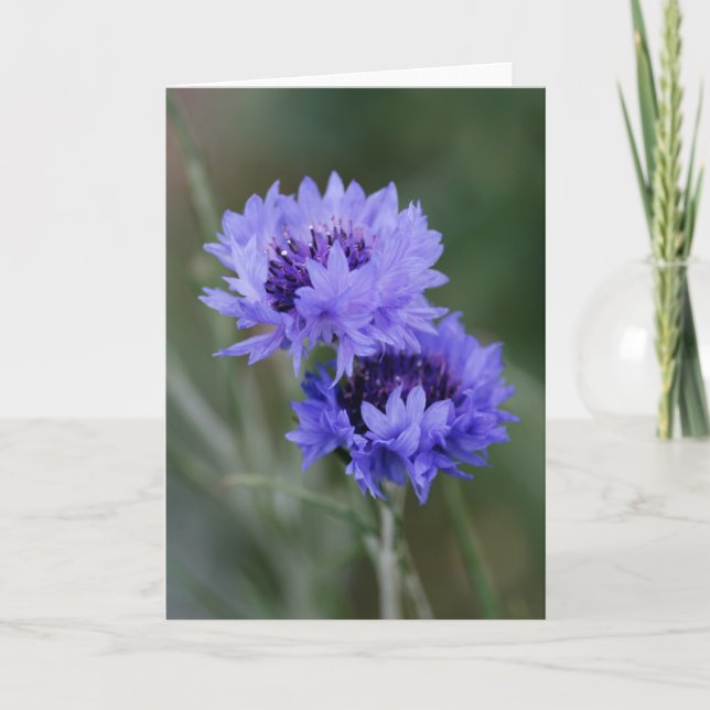 Blå kornblommor kort (Framsida)