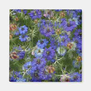 Blå kornblommor magnet