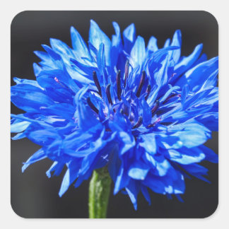 Blå kornblommor Stickers Fyrkantigt Klistermärke