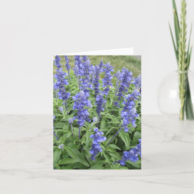 Blå kort för blommor i blå Salvia (Framsida)