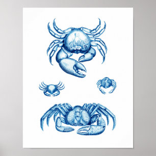 Blå krabba, antika Sjöliv, kräftdjur Skriv ut nr 1 Poster