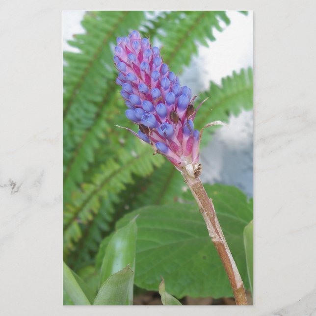 Blå kummelblomma (Framsida)