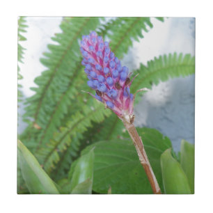Blå kummelblomma kakelplatta
