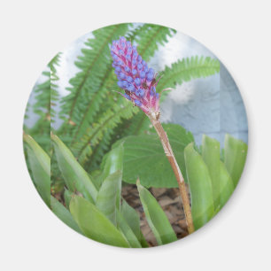 Blå kummelblomma magnet