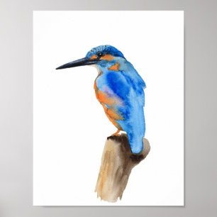 Blå kungsfågel poster