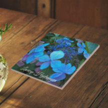 Blå Lacecap Hortensia Blomma
