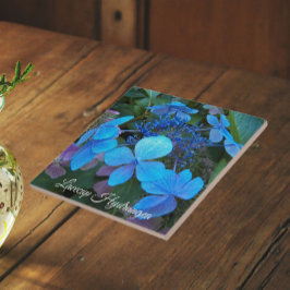 Blå Lacecap Hortensia Blomma Kakelplatta