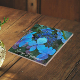 Blå Lacecap Hortensia Blomma Kakelplatta